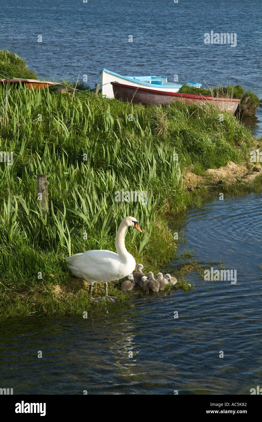 dh Mute Swan SWAN Regno Unito Mother Swan con giovani cigneti bambino Lochside Loch di Harray Orkney cygnus olor cygnet pulcini uccello Foto Stock