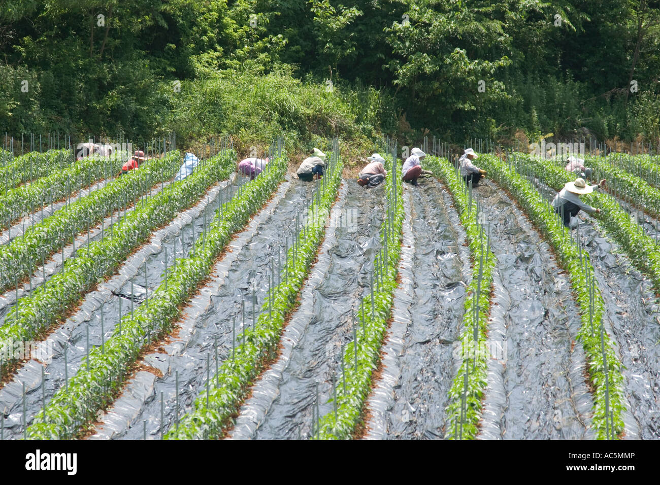 Le donne che lavorano in campi di peperoncino Corea del Sud Foto Stock