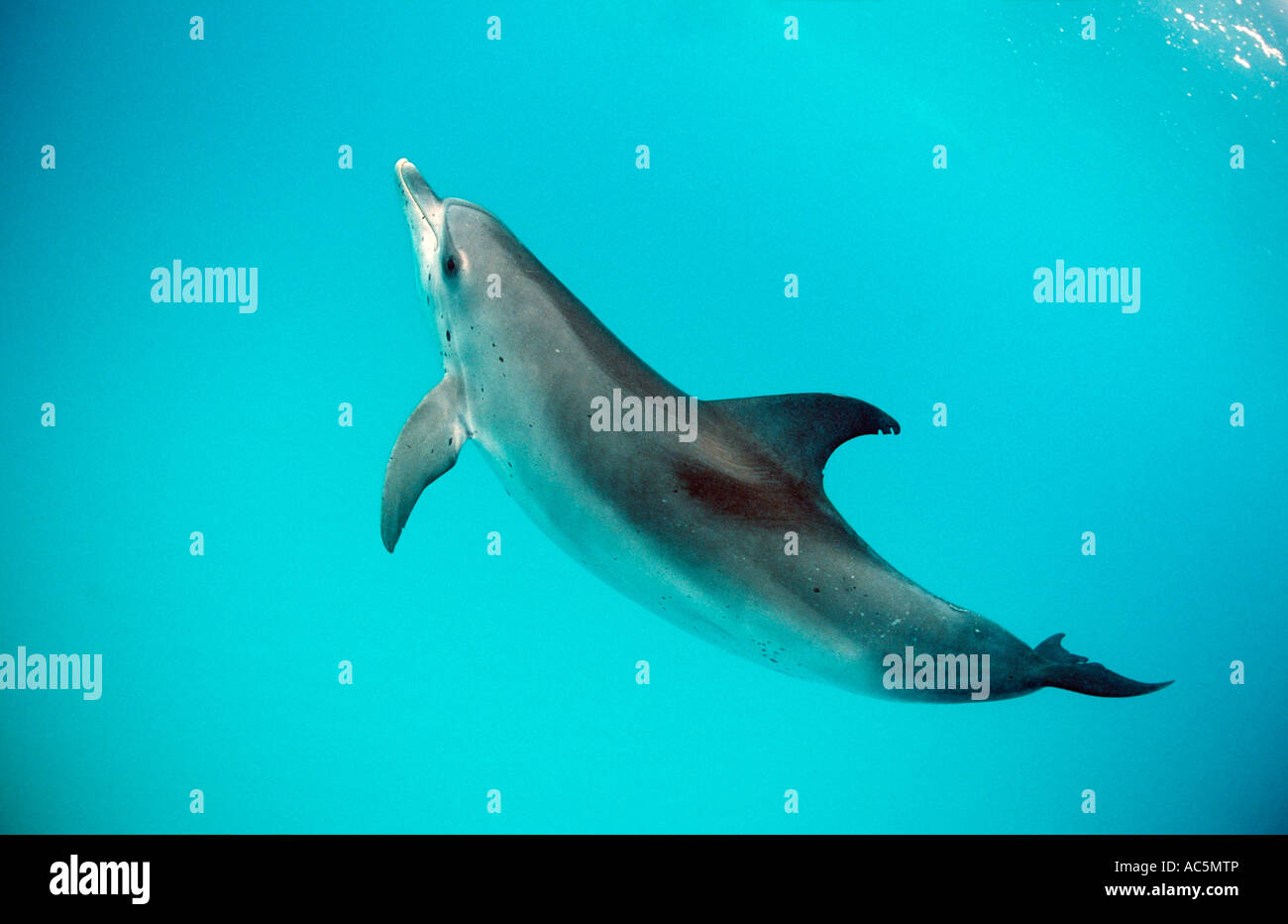 Macchiato atlantico Delfino Stenella frontalis USA FL Florida Oceano Atlantico Foto Stock