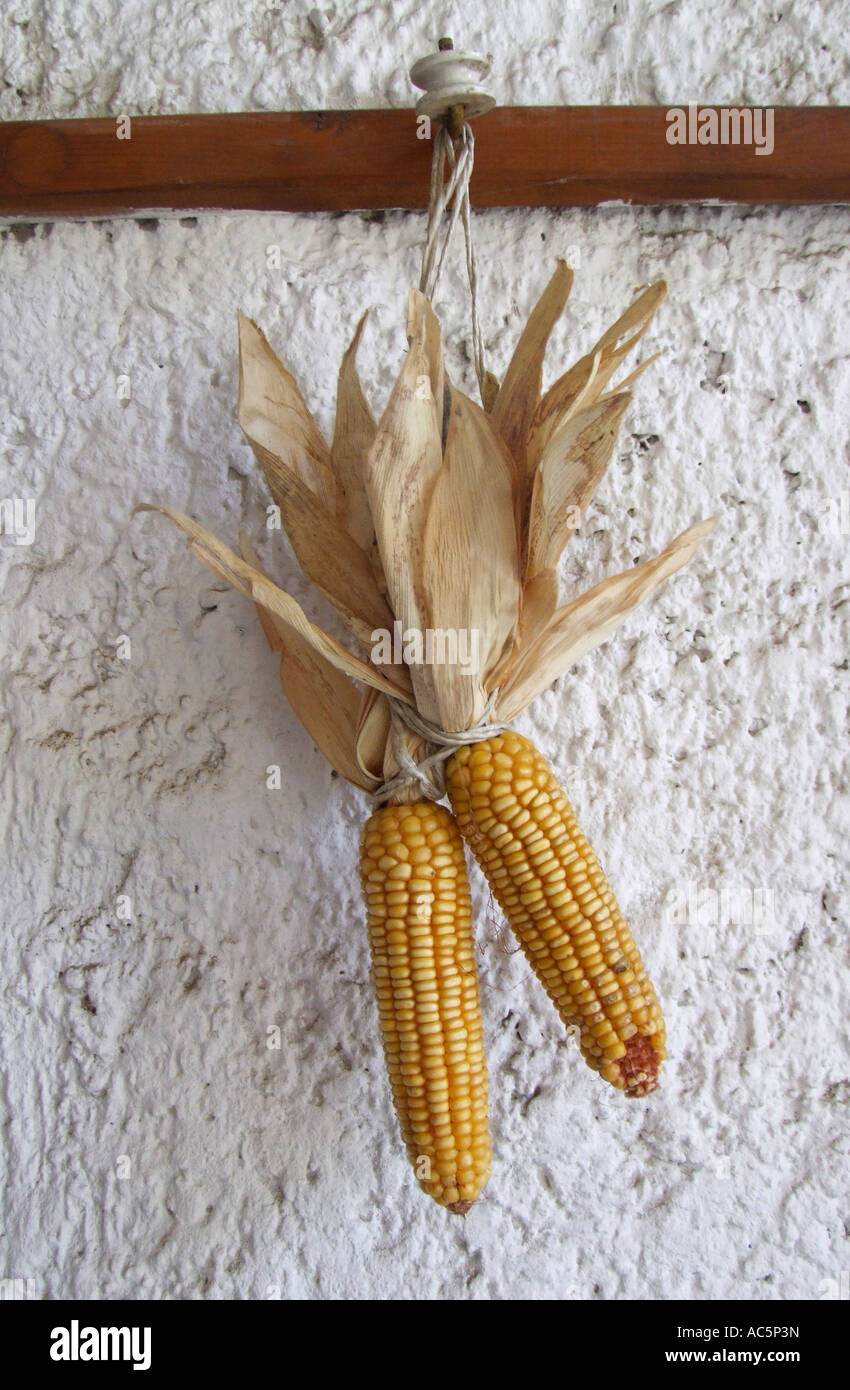 Tutoli di mais appeso sulla parete vicino fino Foto Stock