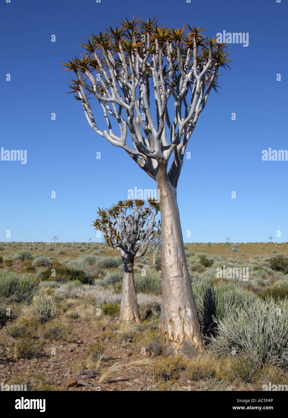 Faretra alberi Aloe dichotoma nel campo Foto Stock