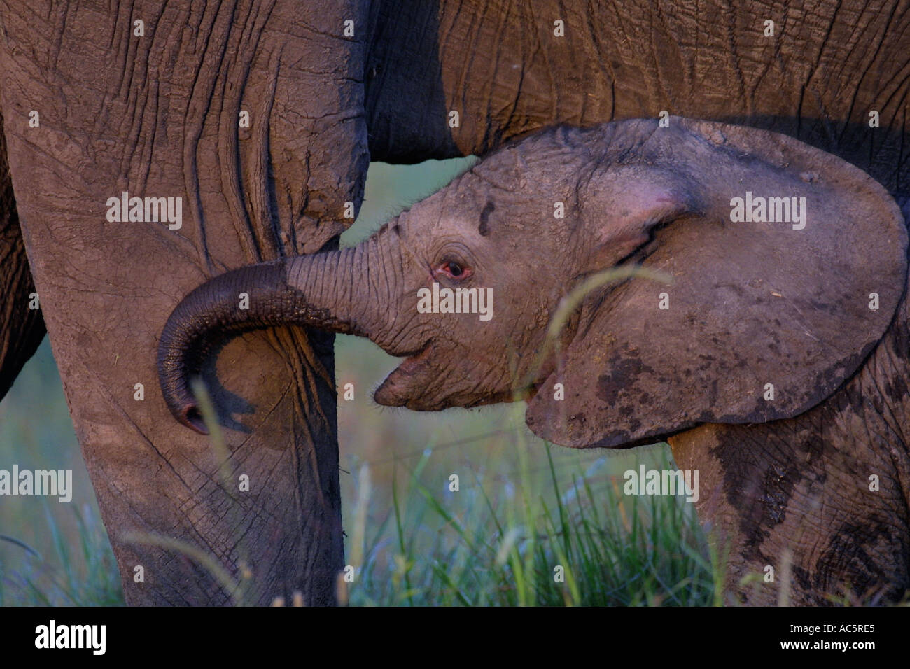 Elephant di vitello con madre Loxodonta africana Foto Stock