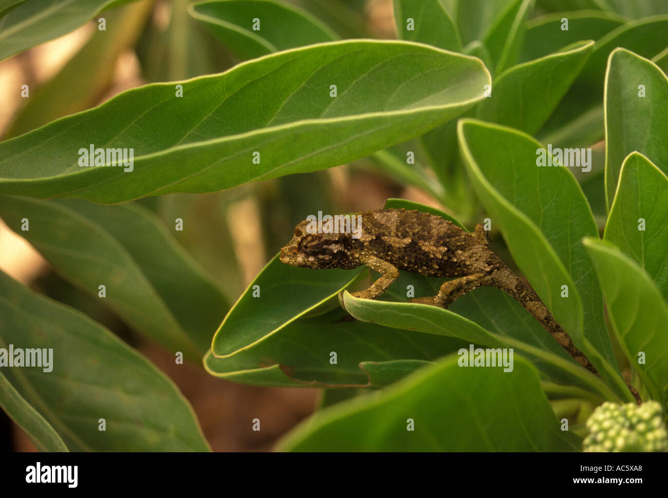 1, uno, Jackson camaleonte, Hookipa Beach County Park, Maui, Hawaii Foto Stock