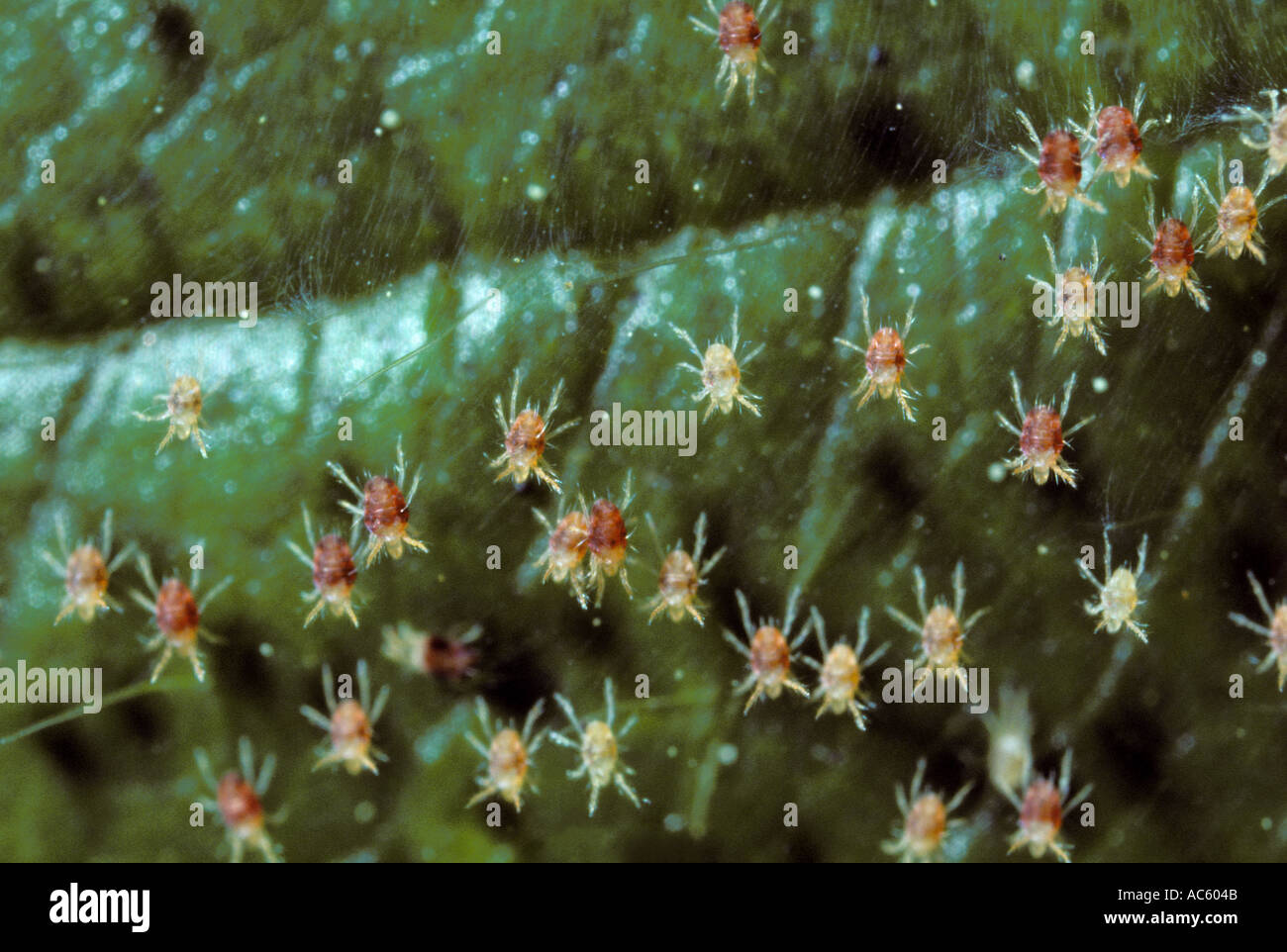 Ragno rosso acari Tetranychus ulmi. Colonia su foglie Foto Stock