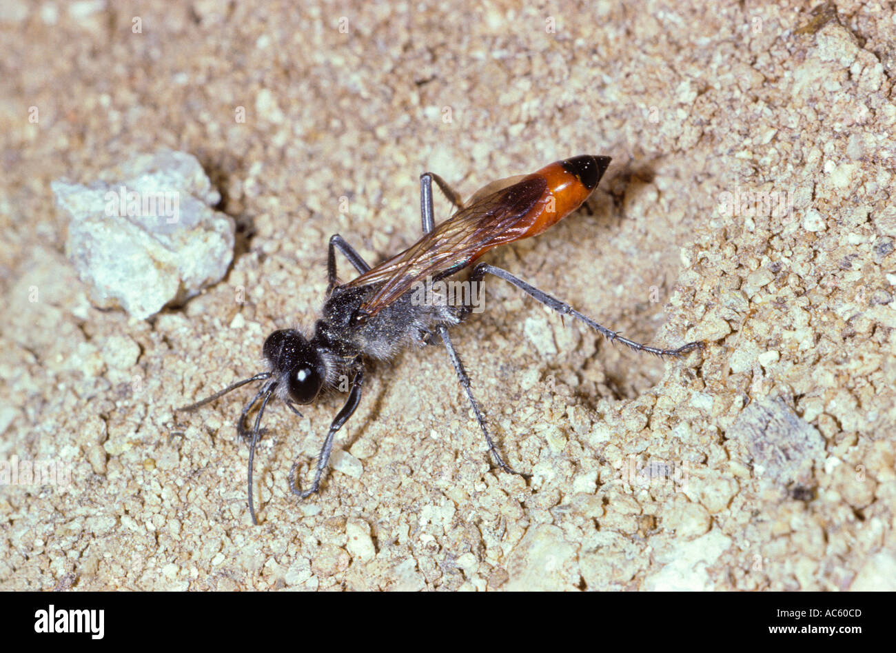 Sabbia Wasp, Podalonia hirsuta. Chiusura femmina il suo nido a terra Foto Stock
