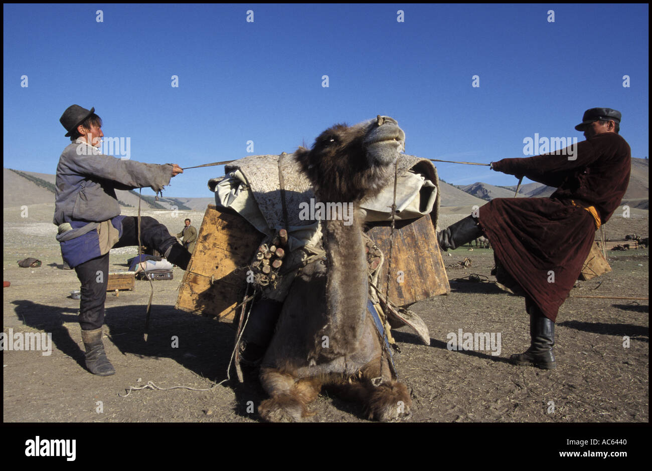 Il mongolo uomini caricando i loro cammelli che si muovono di casa in cerca di nuovi e freschi pascoli per i loro animali a pascolare su Foto Stock