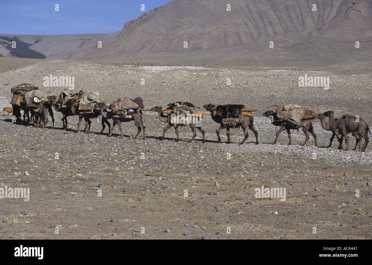 Il mongolo uomini caricando i loro cammelli che si muovono di casa in cerca di nuovi e freschi pascoli per i loro animali a pascolare su Foto Stock