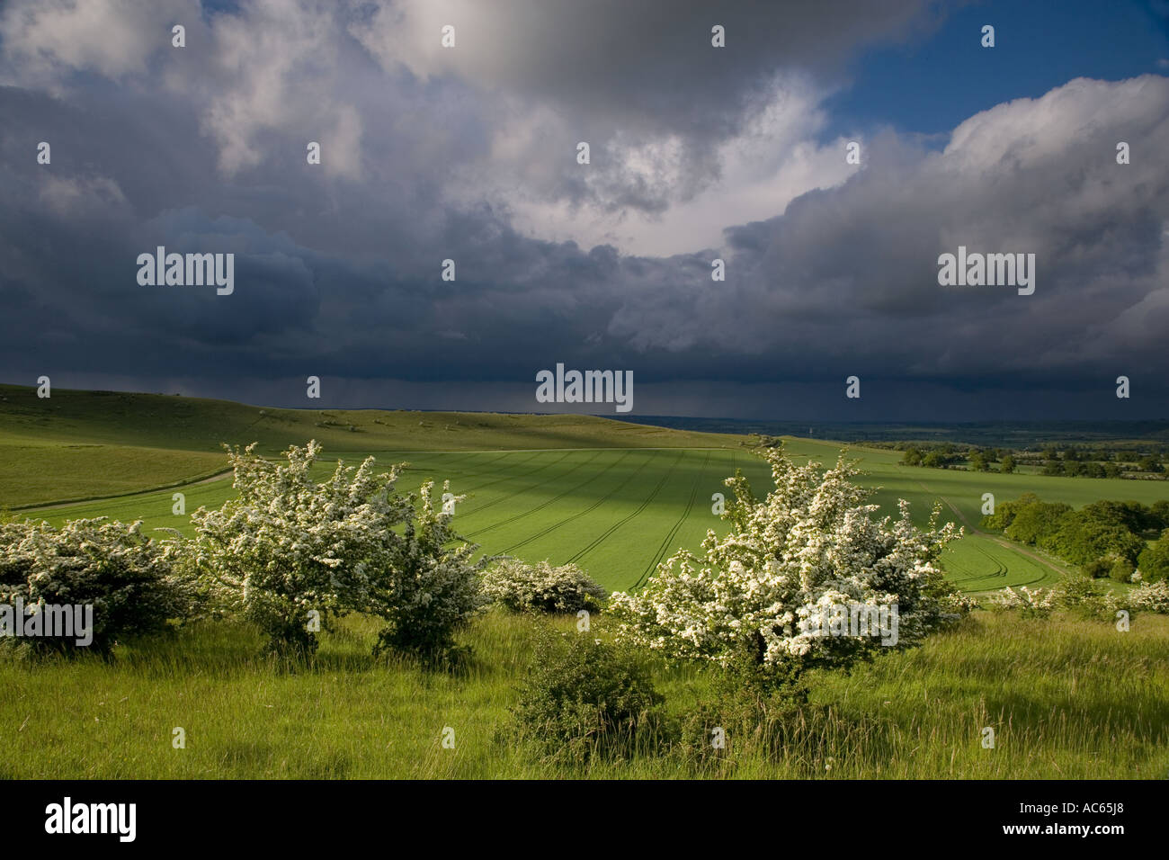 Maltempo Ivinghoe colline Chilterns UK potrebbe Foto Stock