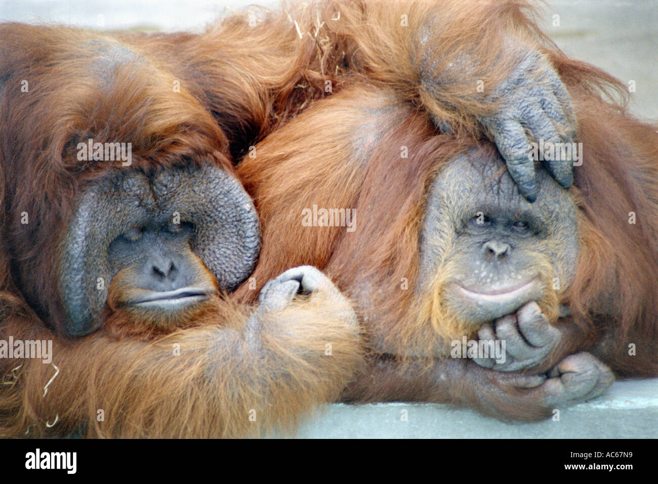 Gentile orangutan Foto Stock