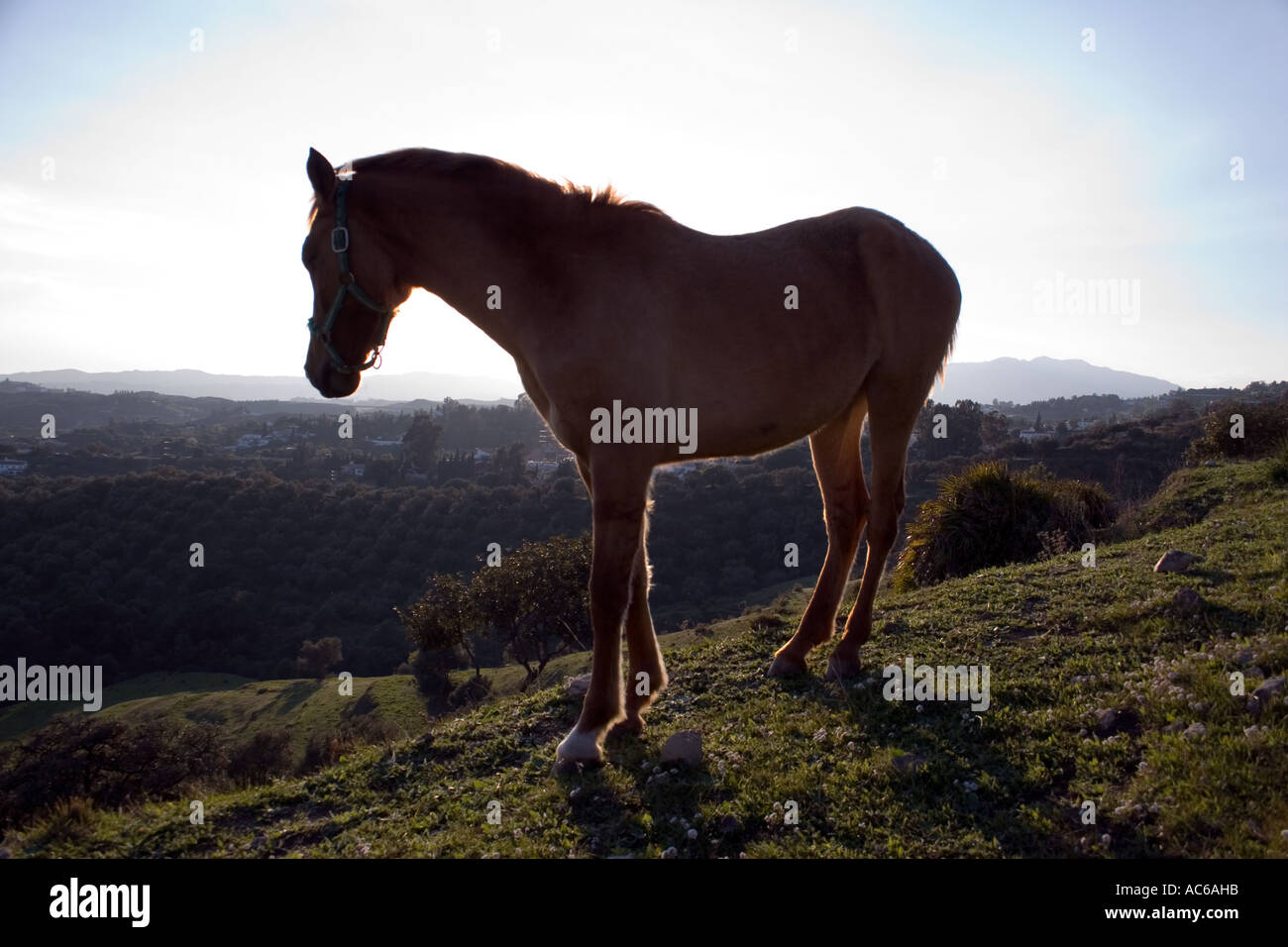 Cavallo nelle colline sopra Fuengirola, Andalusia, Spagna Foto Stock