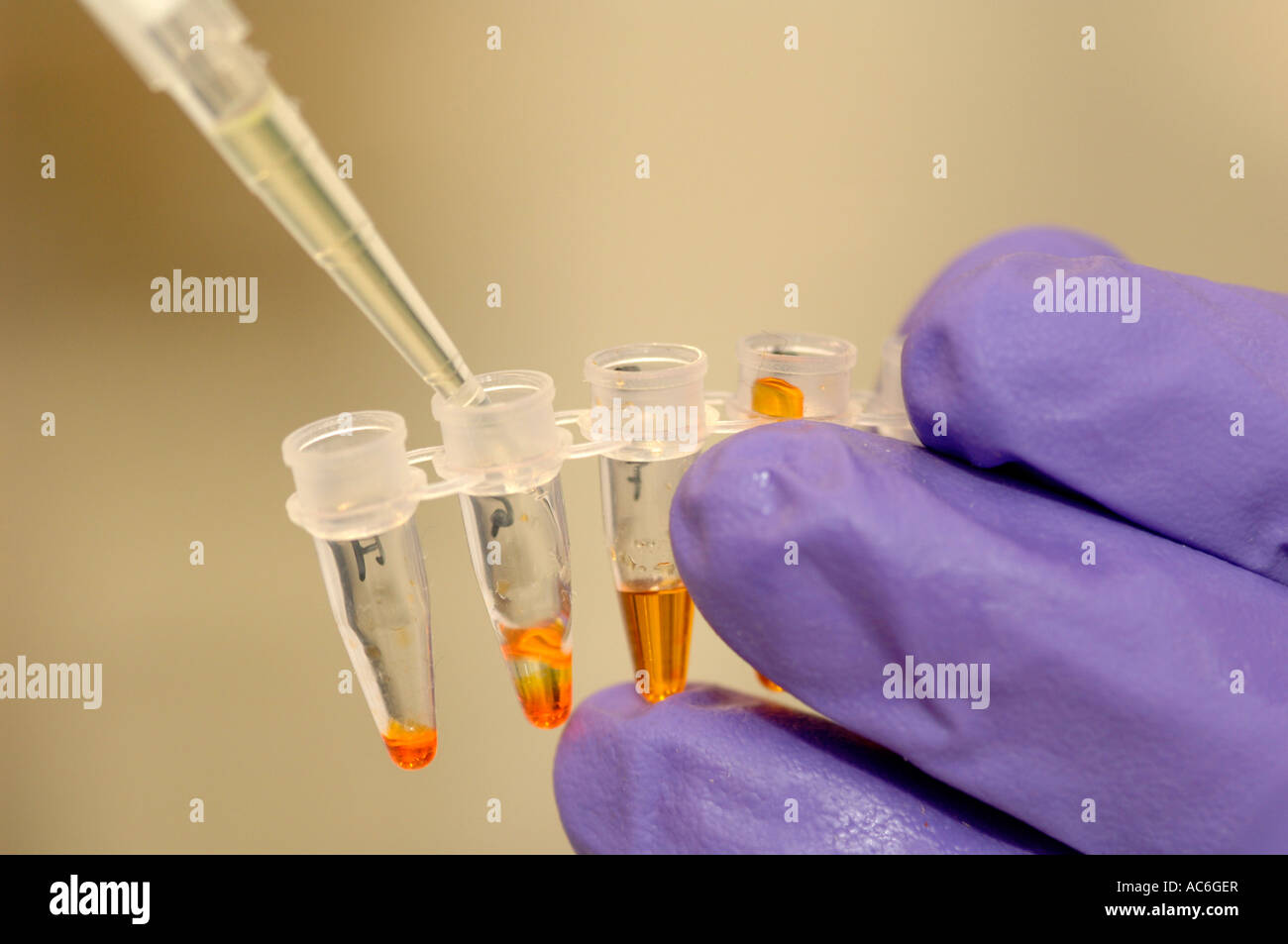 Chimica e biochimica - campioni di pipettaggio in laboratorio Foto Stock