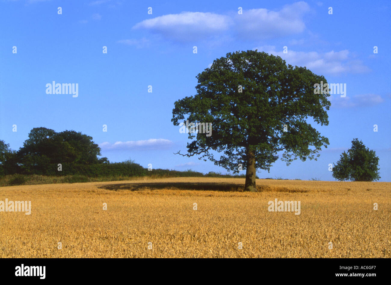 Albero di quercia Quercus robur in campo di maturo grano estate stagione 4 parte di sequenza 2 Foto Stock