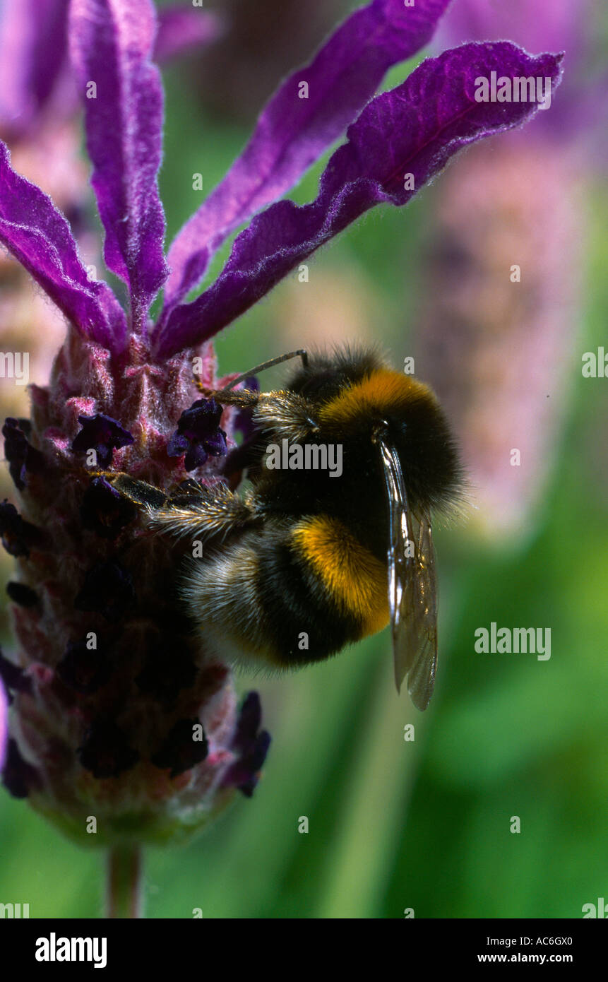 Bumble Bee sulla farfalla lavanda utilizzando proboscide di nettare Sip Foto Stock