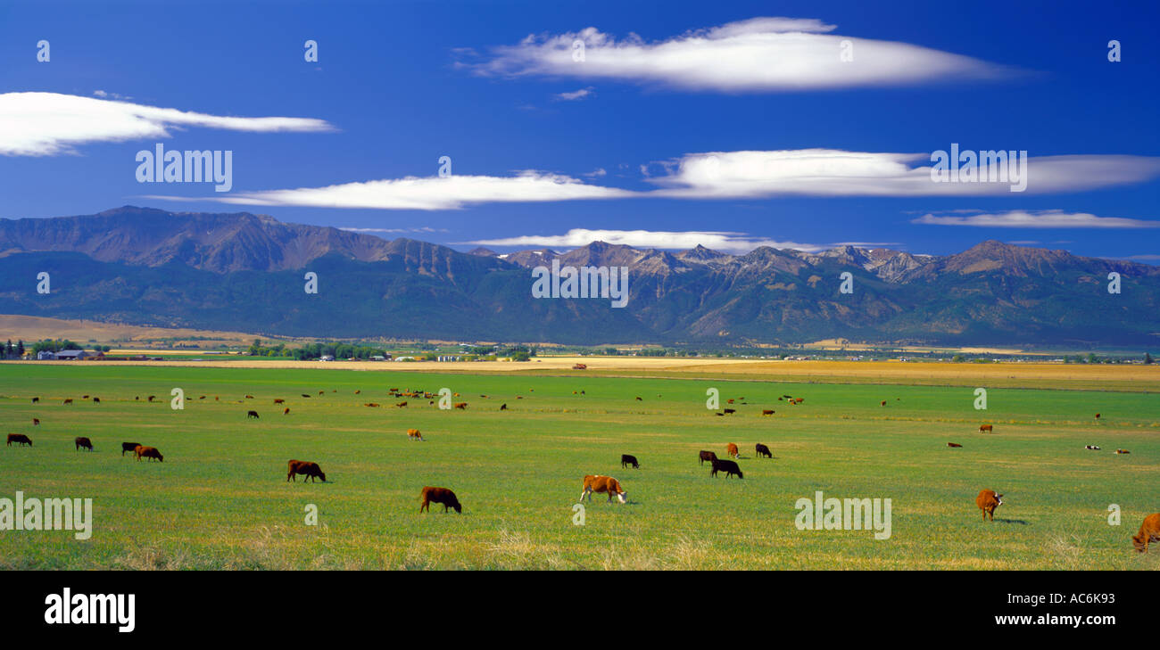 Wallowa County, O: il pascolo di bestiame nel fiume Wallowa valley sotto il profilo dell'Wallowa Mountain Range Foto Stock