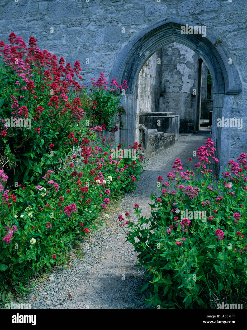 Contea di Kerry Irlanda rosa e rosso di Valeriano folle il percorso di Muckross Abbazia fondata dai Francescani nel 1448 Killarney Foto Stock