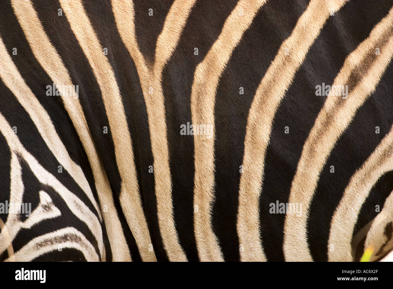 Zebra Equus burchelli Foto Stock