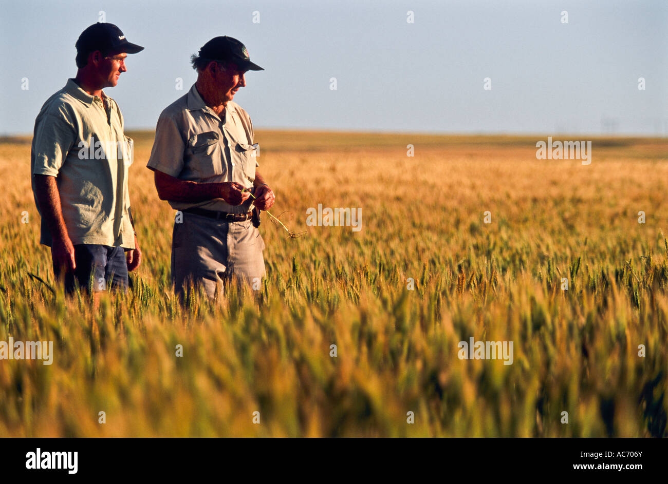 Gli agricoltori in piedi nella coltivazione di grano, Western Australia, orizzontale Foto Stock