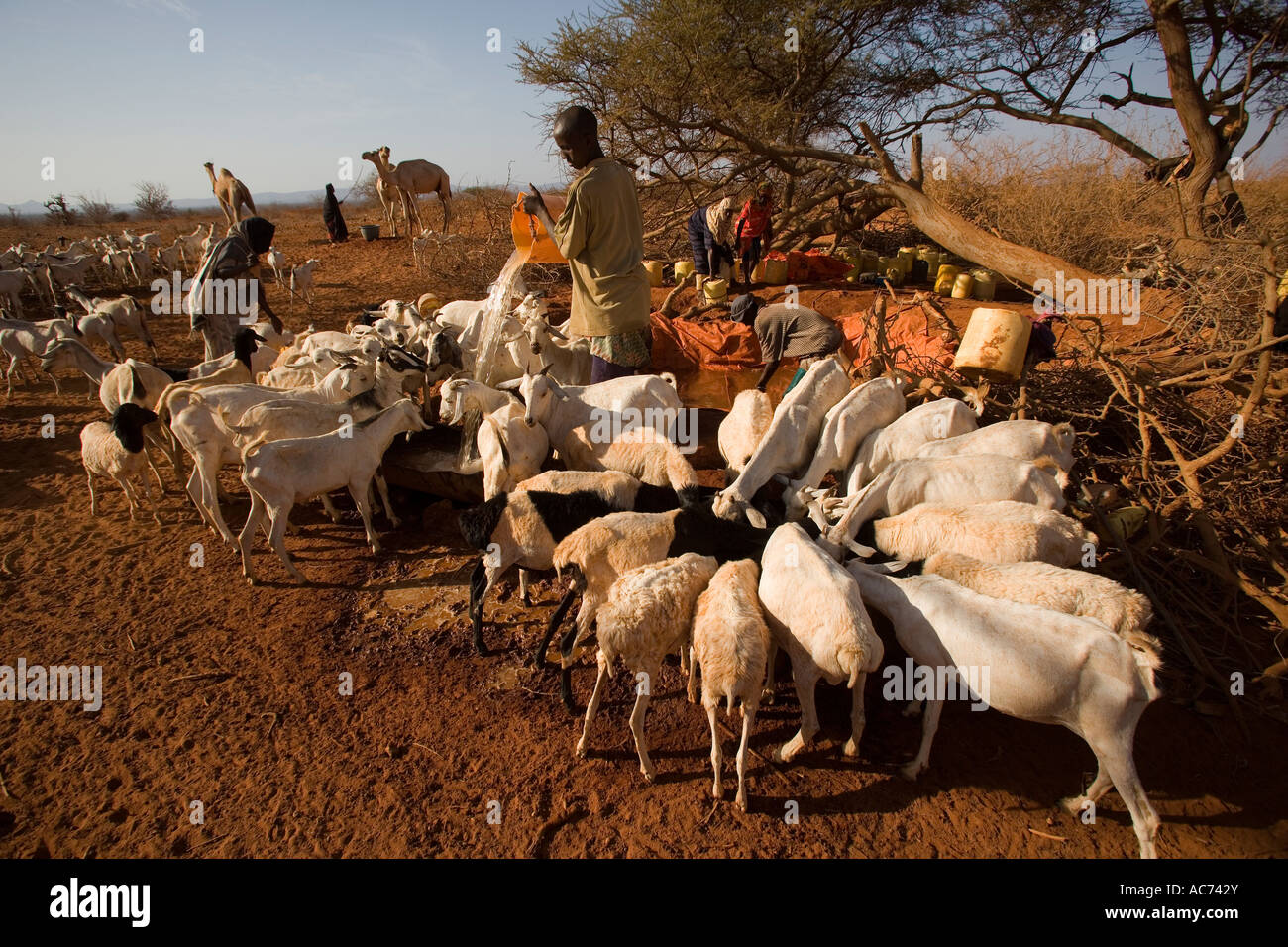 A NORD-EST DEL KENYA nomadi acqua le loro pecore capre e cammelli in corrispondenza di una situazione di emergenza punto di acqua che è stato appena riempito da una petroliera Foto Stock