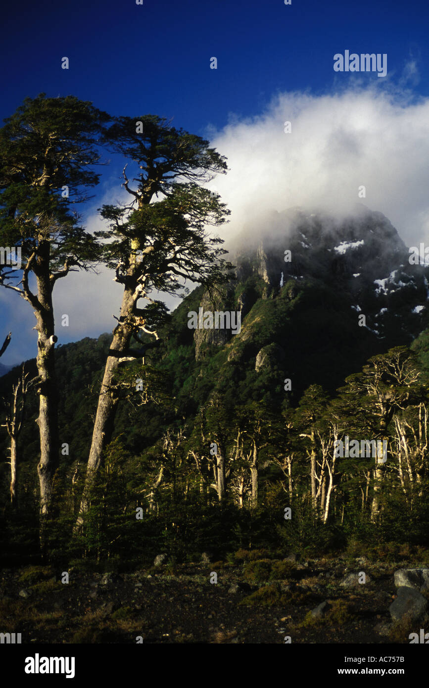 Una foresta di lenga fiorisce sulle pendici del vulcano VILLARRICA VILLARRICA NP nel distretto del lago del Cile Foto Stock