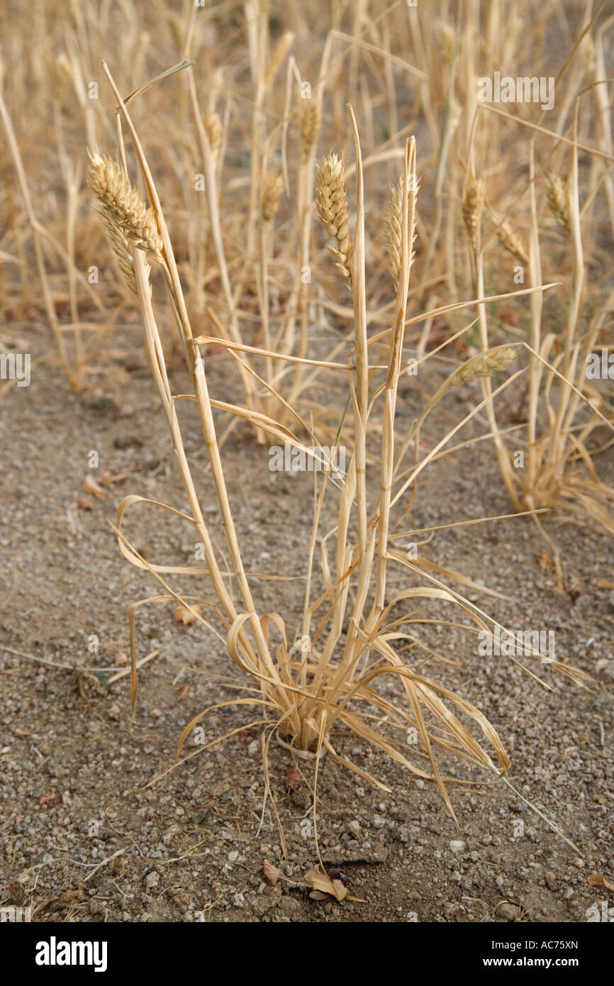 Gli steli di grano che mostra un mancato raccolto, Foto Stock