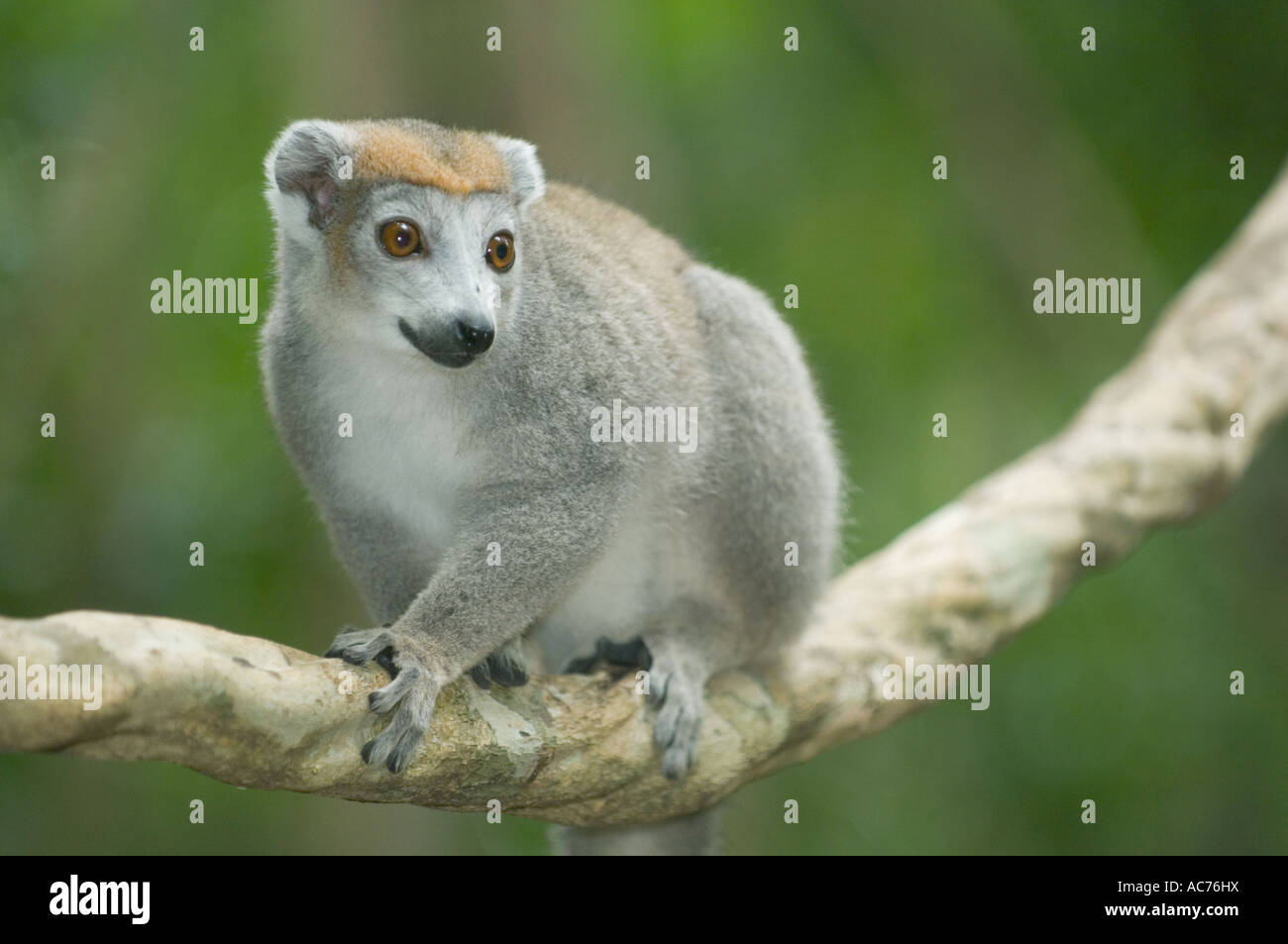 Lemure coronato (il Eulemur coronatus) femmina, Ankarana, il Parco nazionale del Madagascar settentrionale Foto Stock