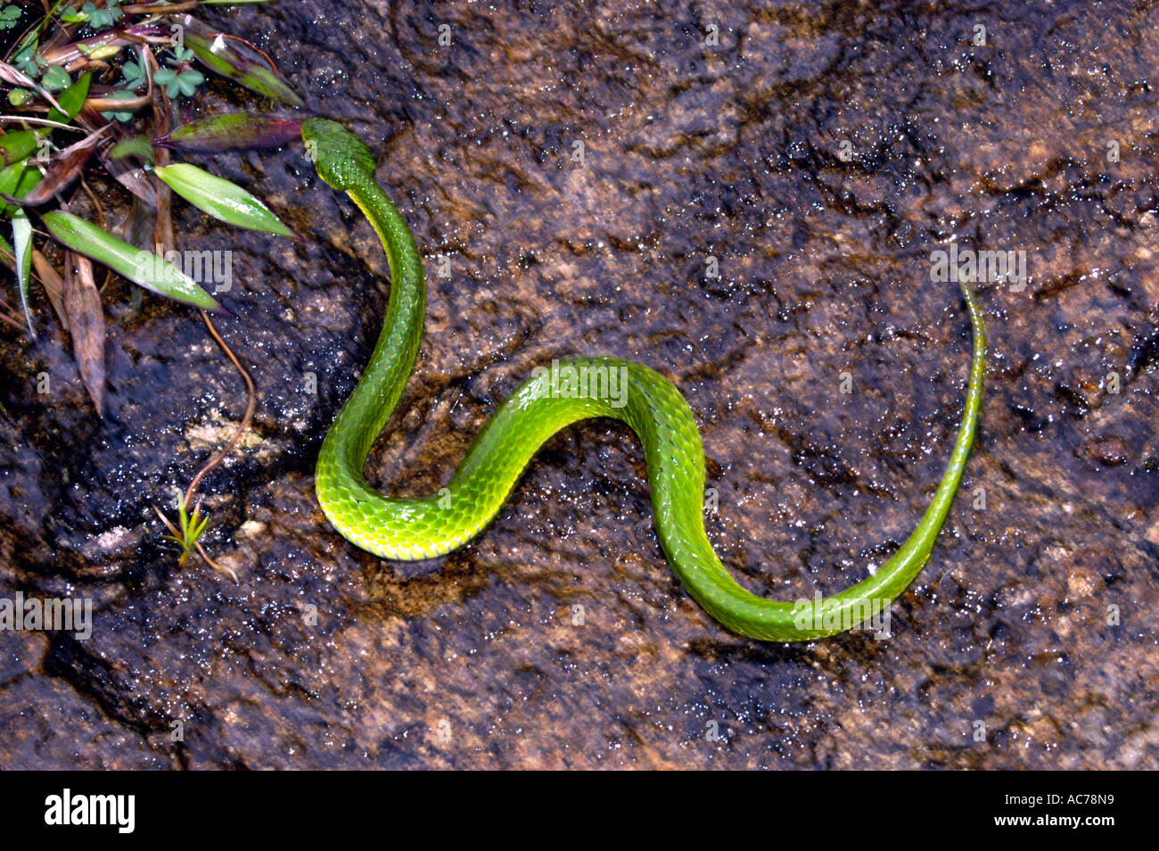 Vite Snake su una roccia Foto Stock