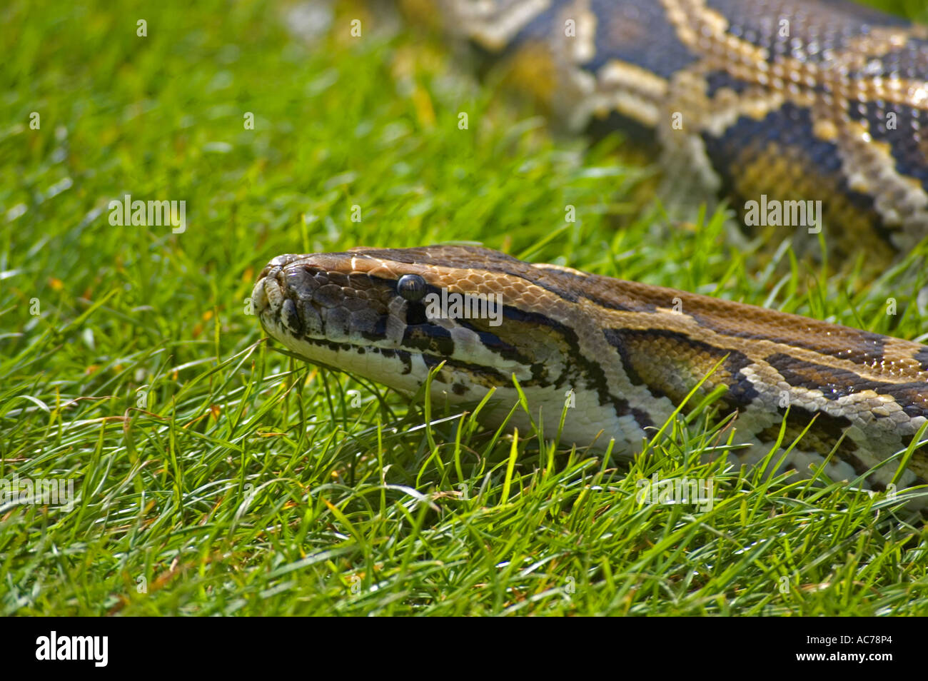 Un indiano python schlittert attraverso l'erba Foto Stock