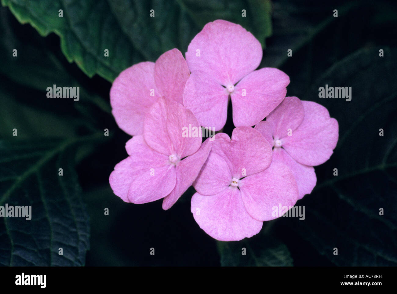 Hydrangea macrophylla - rosa, Hortense ortensia rosa Foto Stock