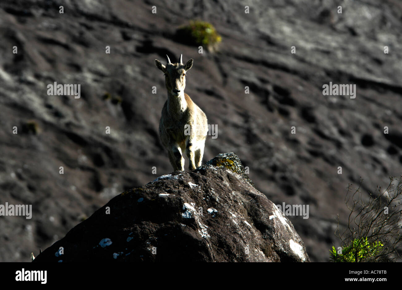 NILGIRI TAHR (HEMITRAGUS HYLOCRIUS), capre di montagna di i Ghati Occidentali, ERAVIKULAM NATIONAL PARK MUNNA Foto Stock