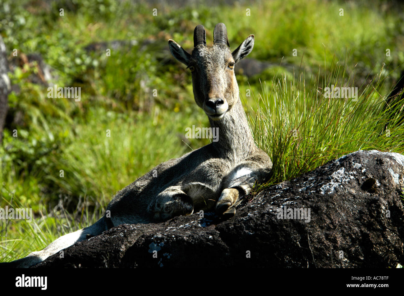 NILGIRI TAHR (HEMITRAGUS HYLOCRIUS), capre di montagna di i Ghati Occidentali, ERAVIKULAM NATIONAL PARK MUNNA Foto Stock