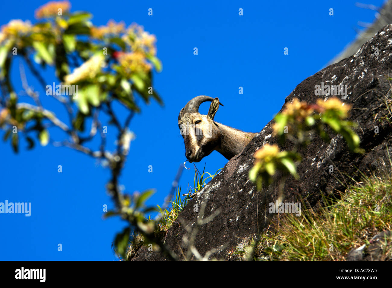 NILGIRI TAHR (HEMITRAGUS HYLOCRIUS), capre di montagna di i Ghati Occidentali, ERAVIKULAM NATIONAL PARK MUNNA Foto Stock