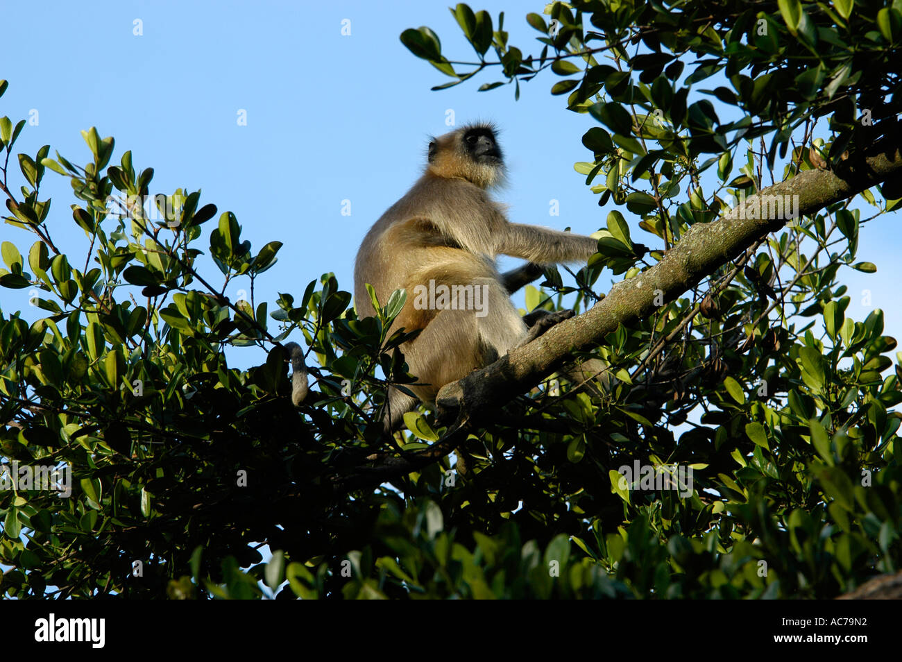 HANUMAN LANGUR (COMMON LANGUR) trovato in molte parti di i Ghati Occidentali Foto Stock