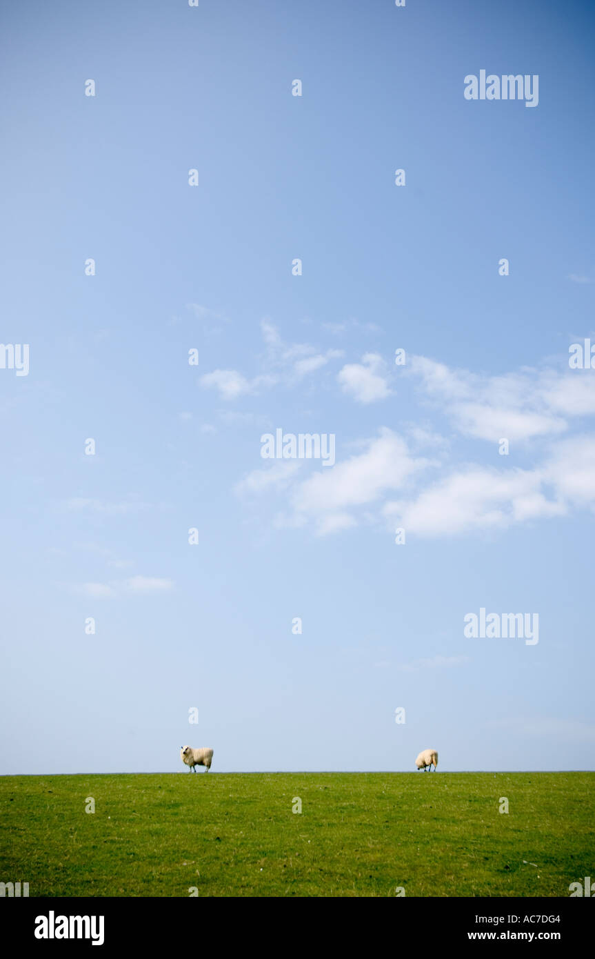 Due pecore in un campo , welsh farm REGNO UNITO Foto Stock