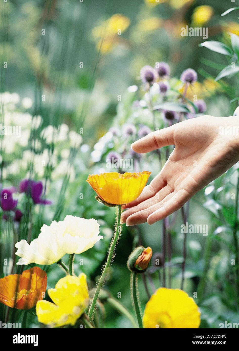 Qualcuno la manipolazione di un fiore giallo Foto Stock