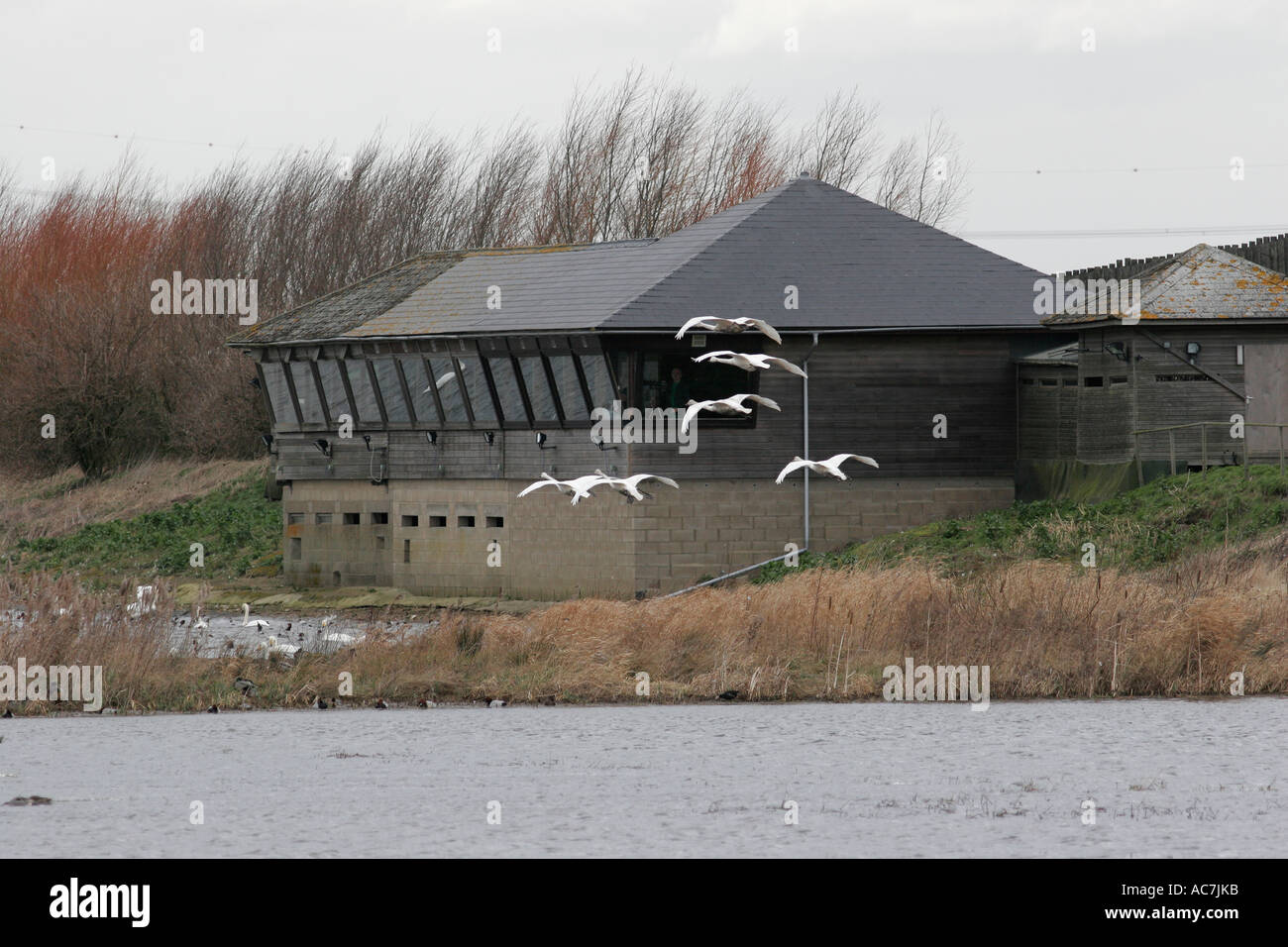 Welney nelle paludi e Wildfowl Trust riserva naturale Foto Stock