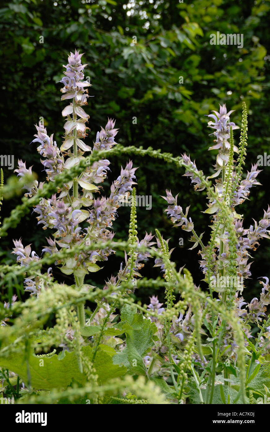 Salvia sclarea, salvia sclarea con saldatura Reseda luteola Foto Stock