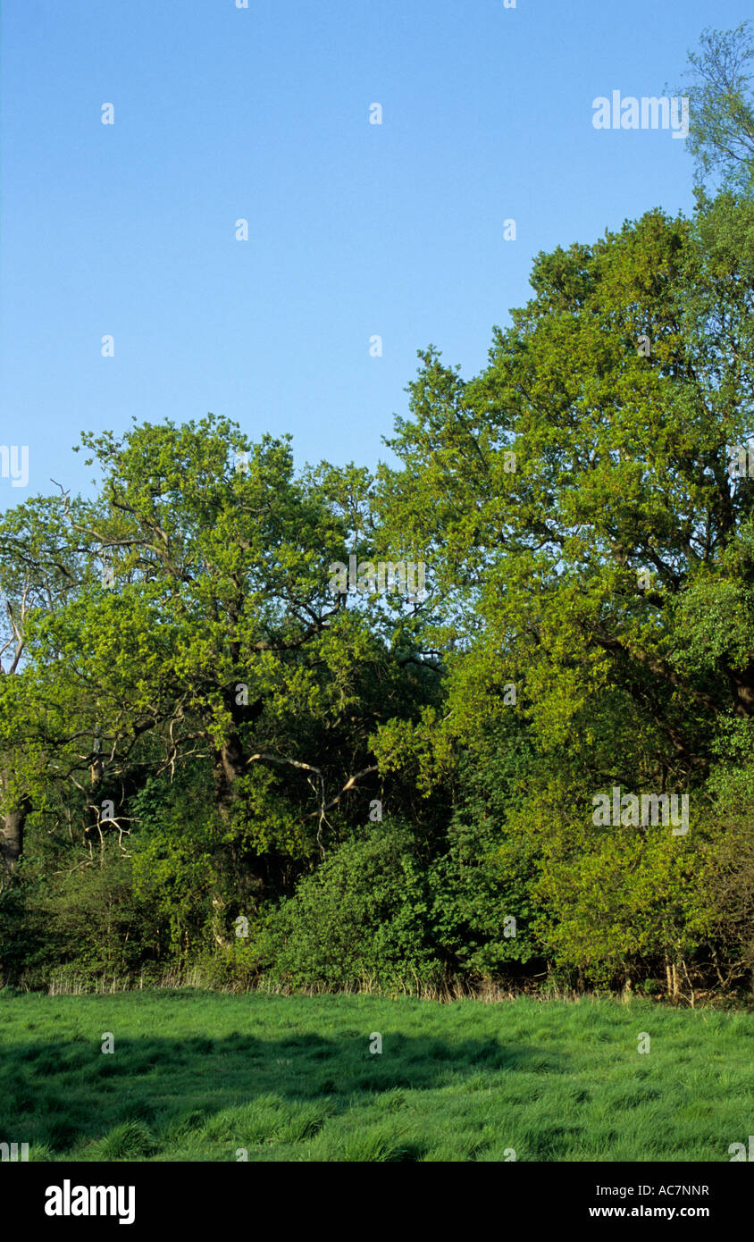 Alberi in primavera a Benacre Estate in Suffolk REGNO UNITO Foto Stock