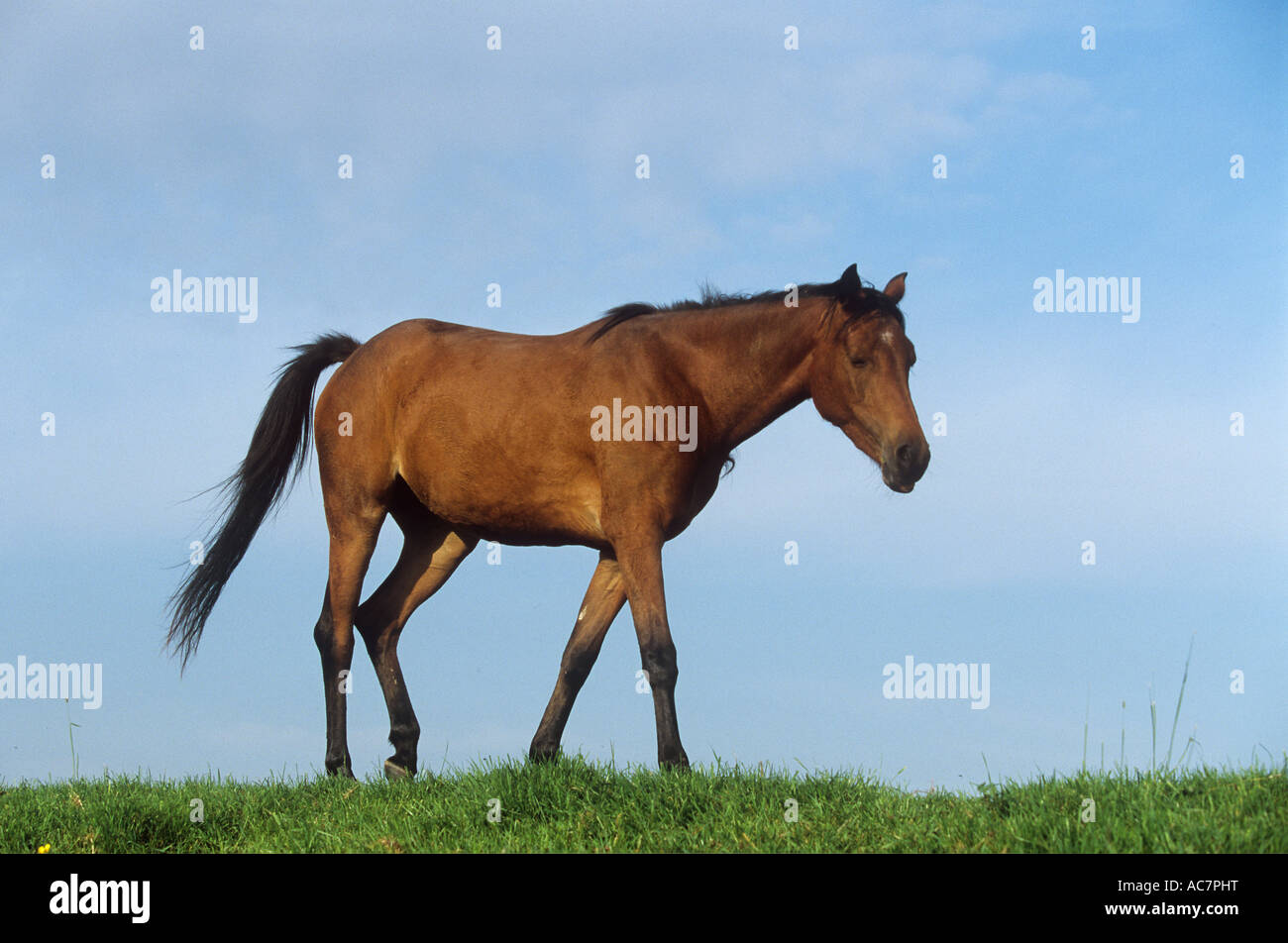 Giovani Pony Welsh sul prato Foto Stock