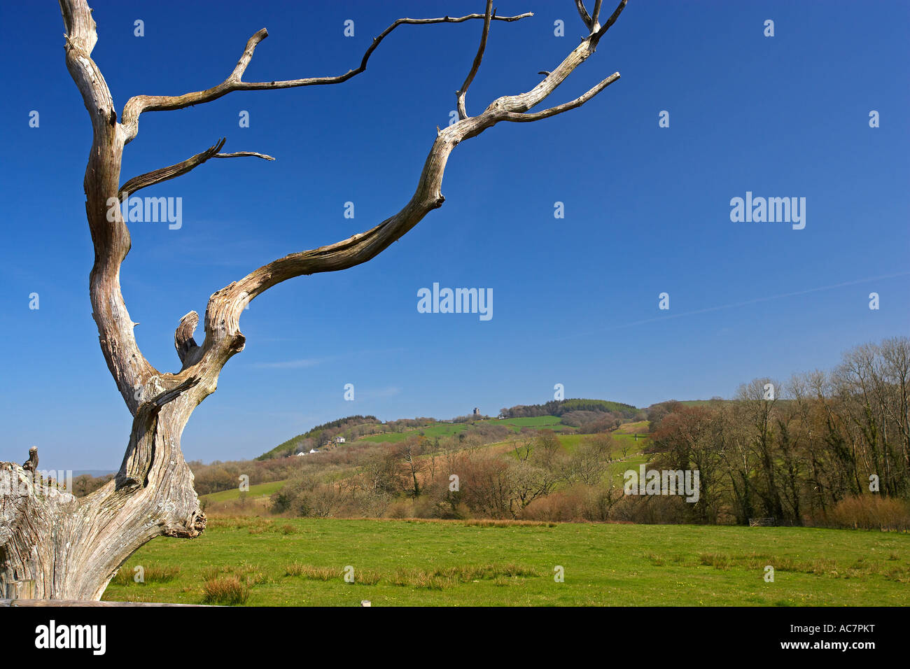 Albero morto presso il Giardino Botanico nazionale del Galles Paxton torre in background Foto Stock