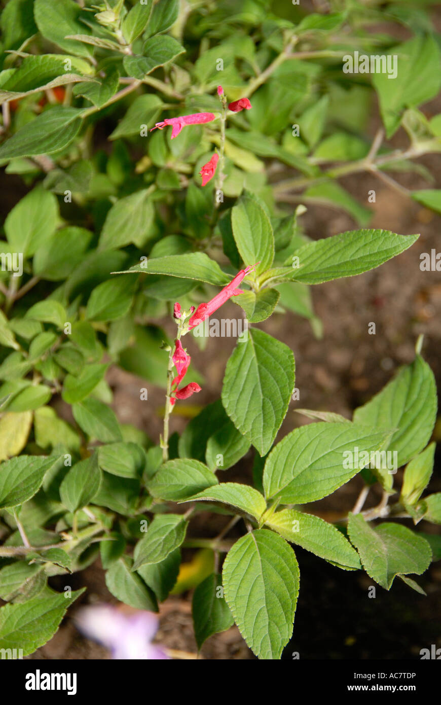 Ananas erba salvia Foto Stock