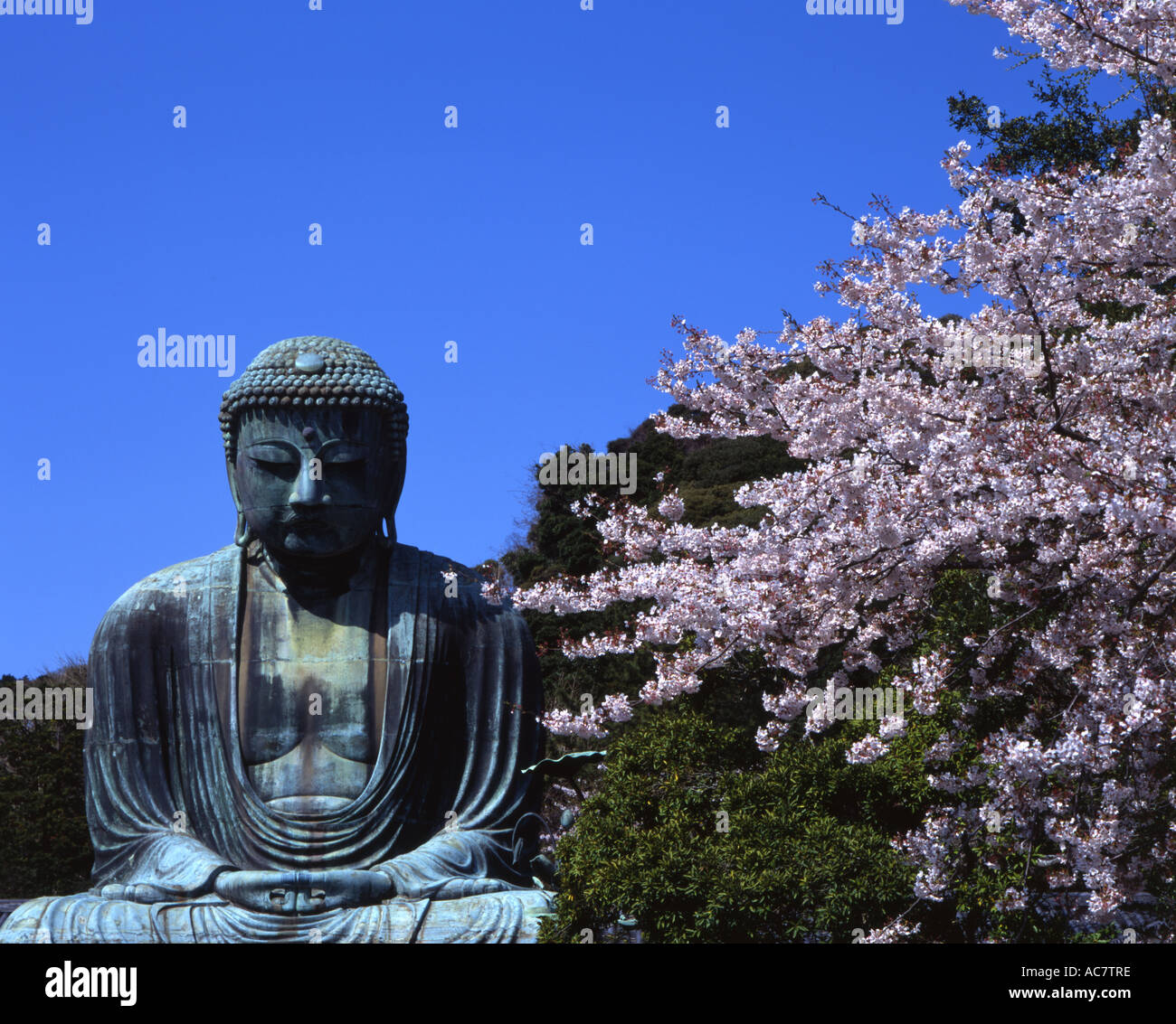 La fioritura dei ciliegi e il Grande Buddha, Daibutsu a Kamakura. Statua di bronzo di Buddha Amida 13,5 m di altezza. Foto Stock