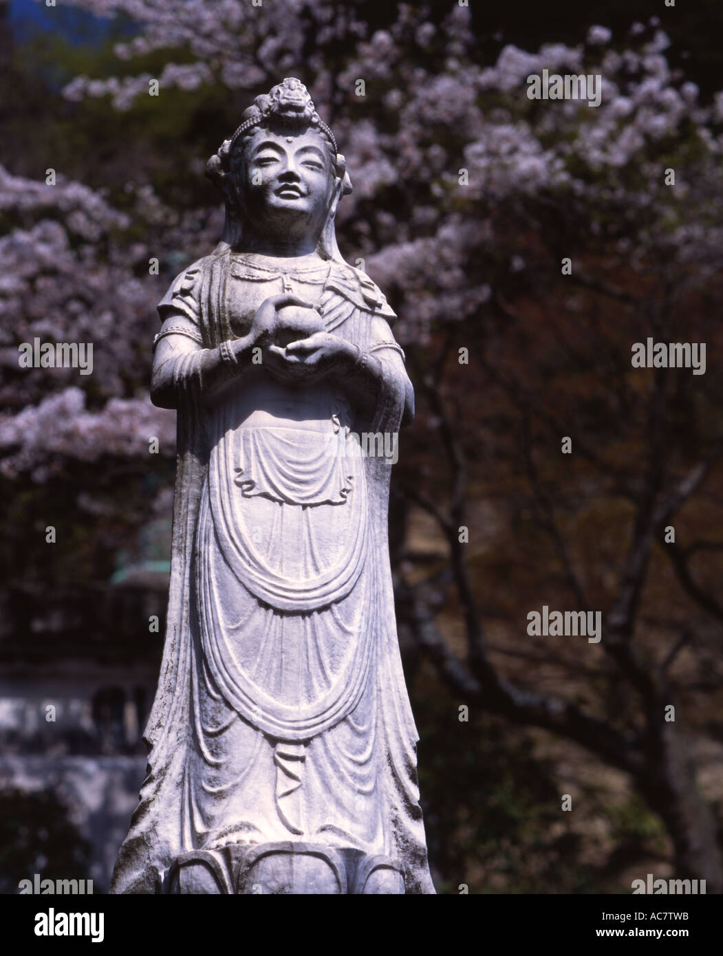 La fioritura dei ciliegi e statua a Kencho-ji il tempio di Kamakura Foto Stock