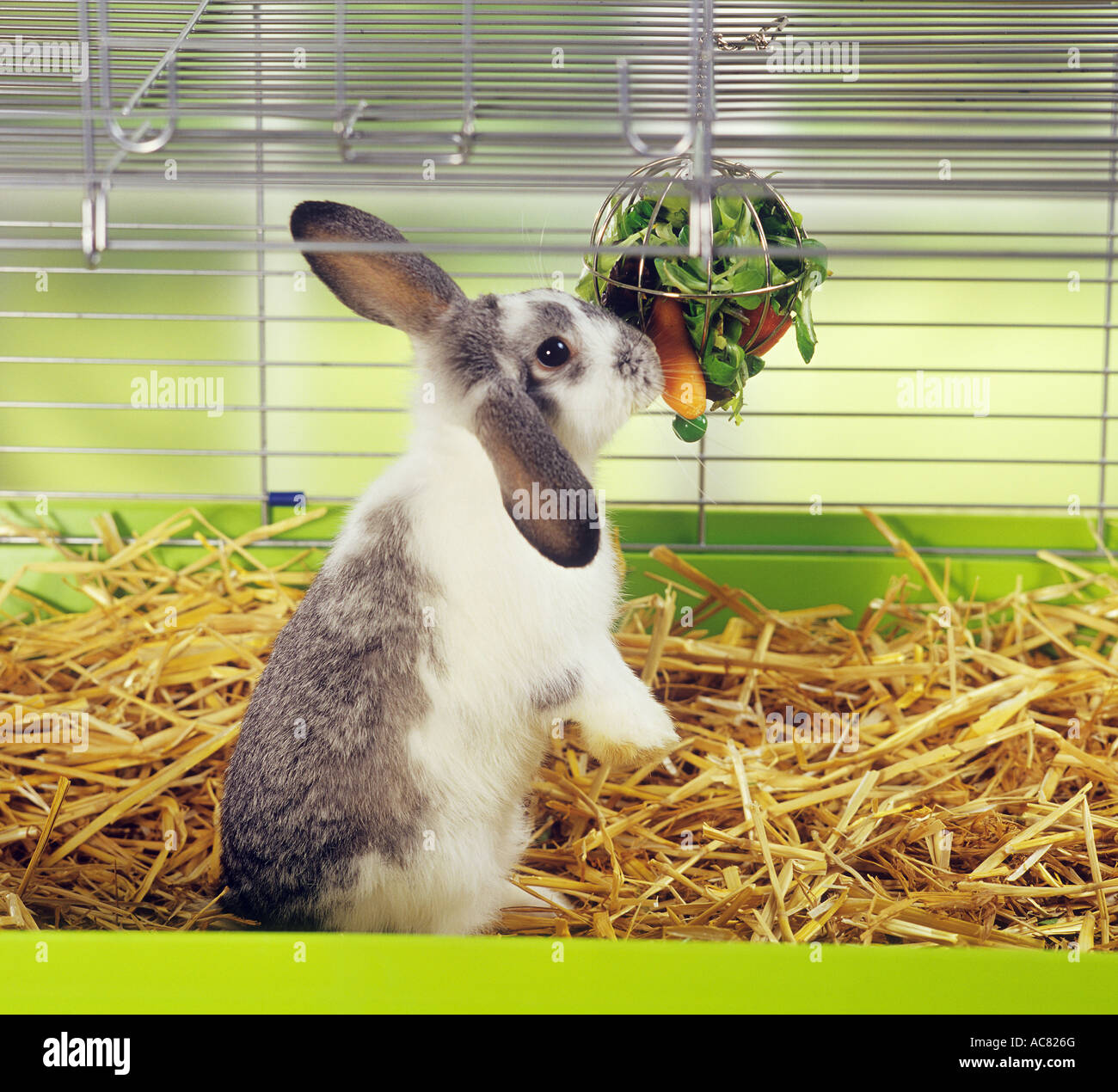 Lop-eared dwarf rabbit in gabbia di mangiare Foto Stock