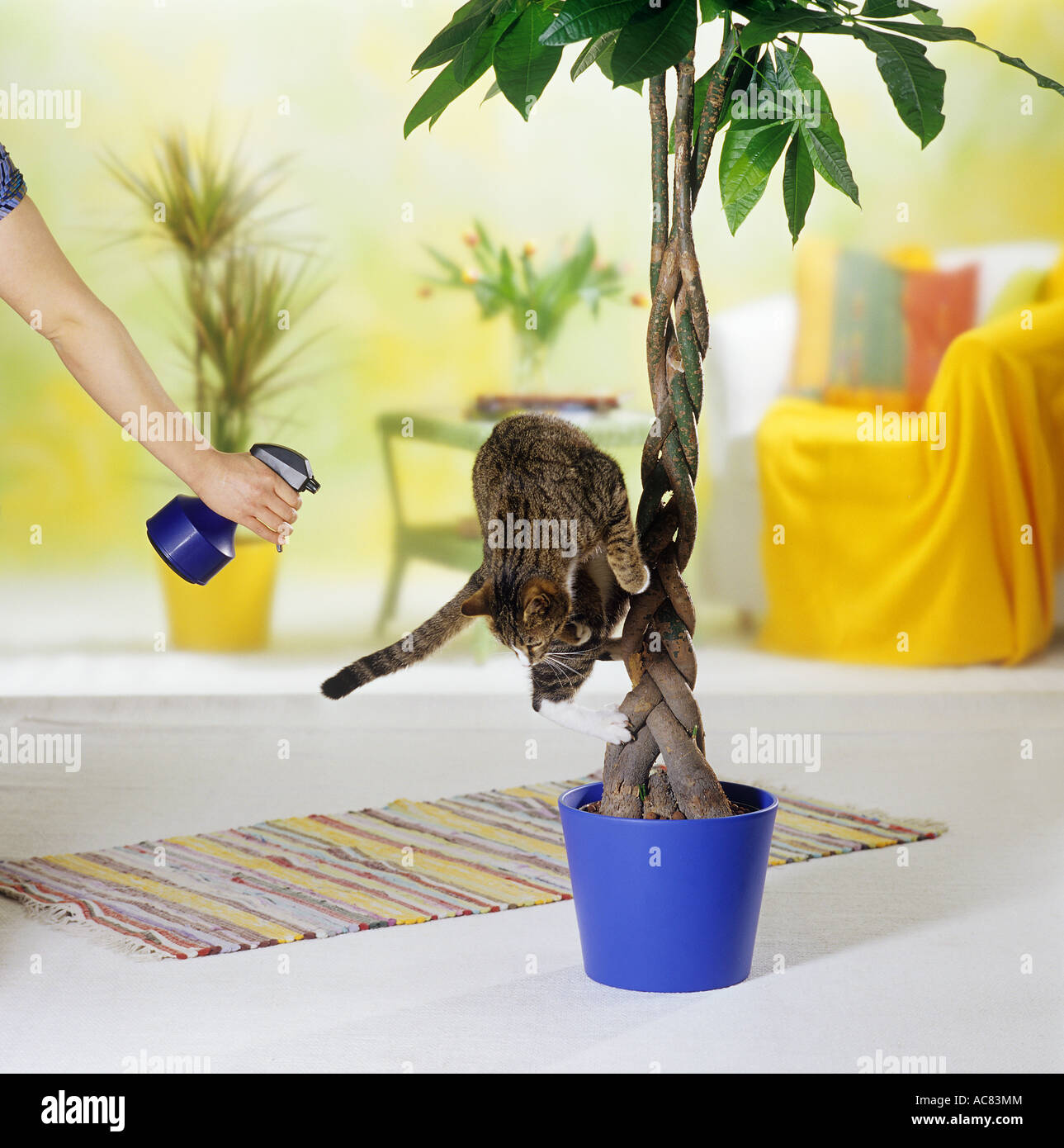 Cattiva abitudine : gatto sulla pianta - viene spruzzato con acqua come una punizione - Esecuzione di distanza Foto Stock