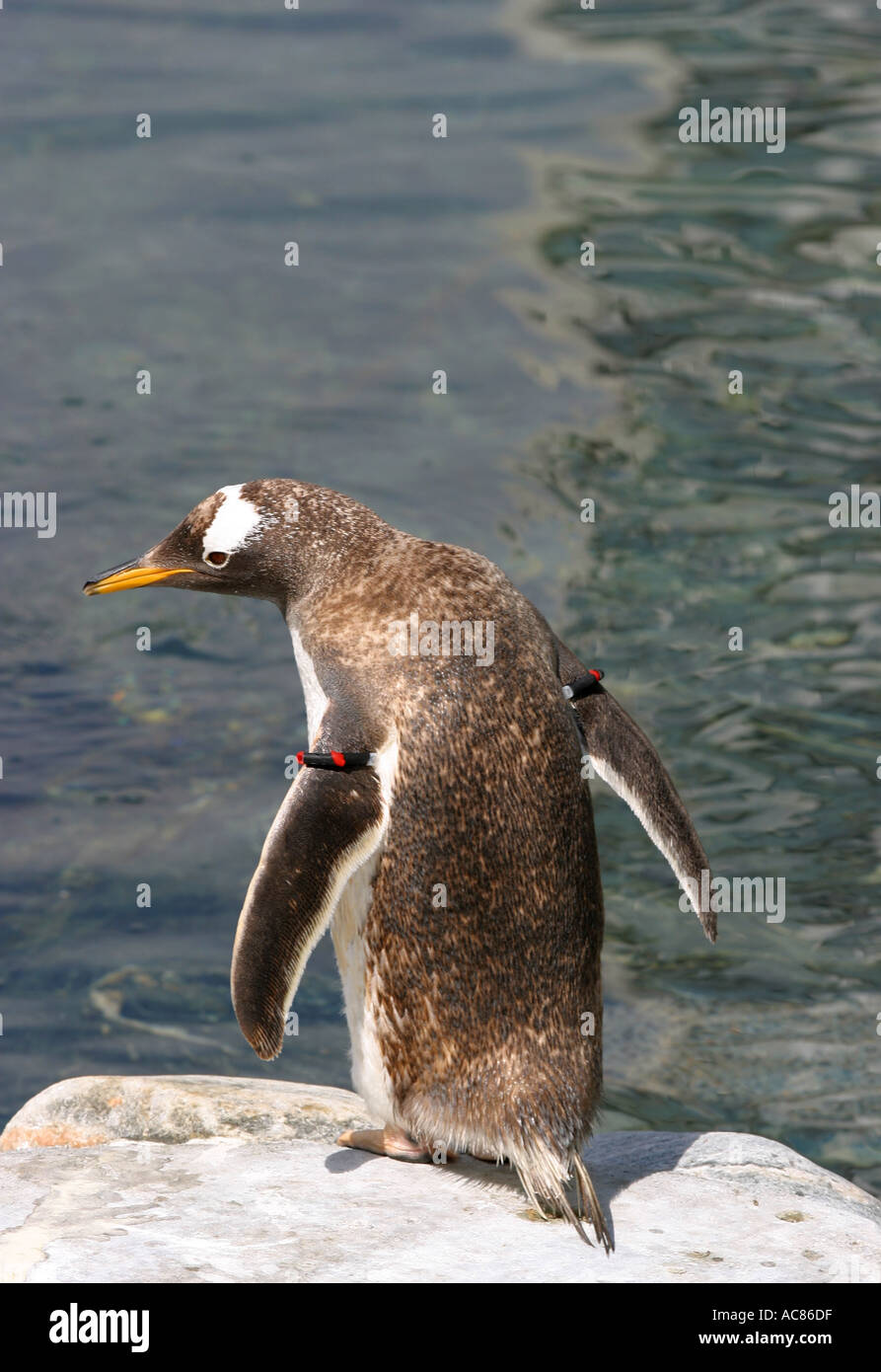 Pinguino Foto Stock