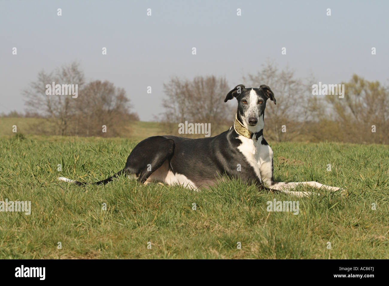 Spagnolo - Greyhound giacente sul prato Foto Stock