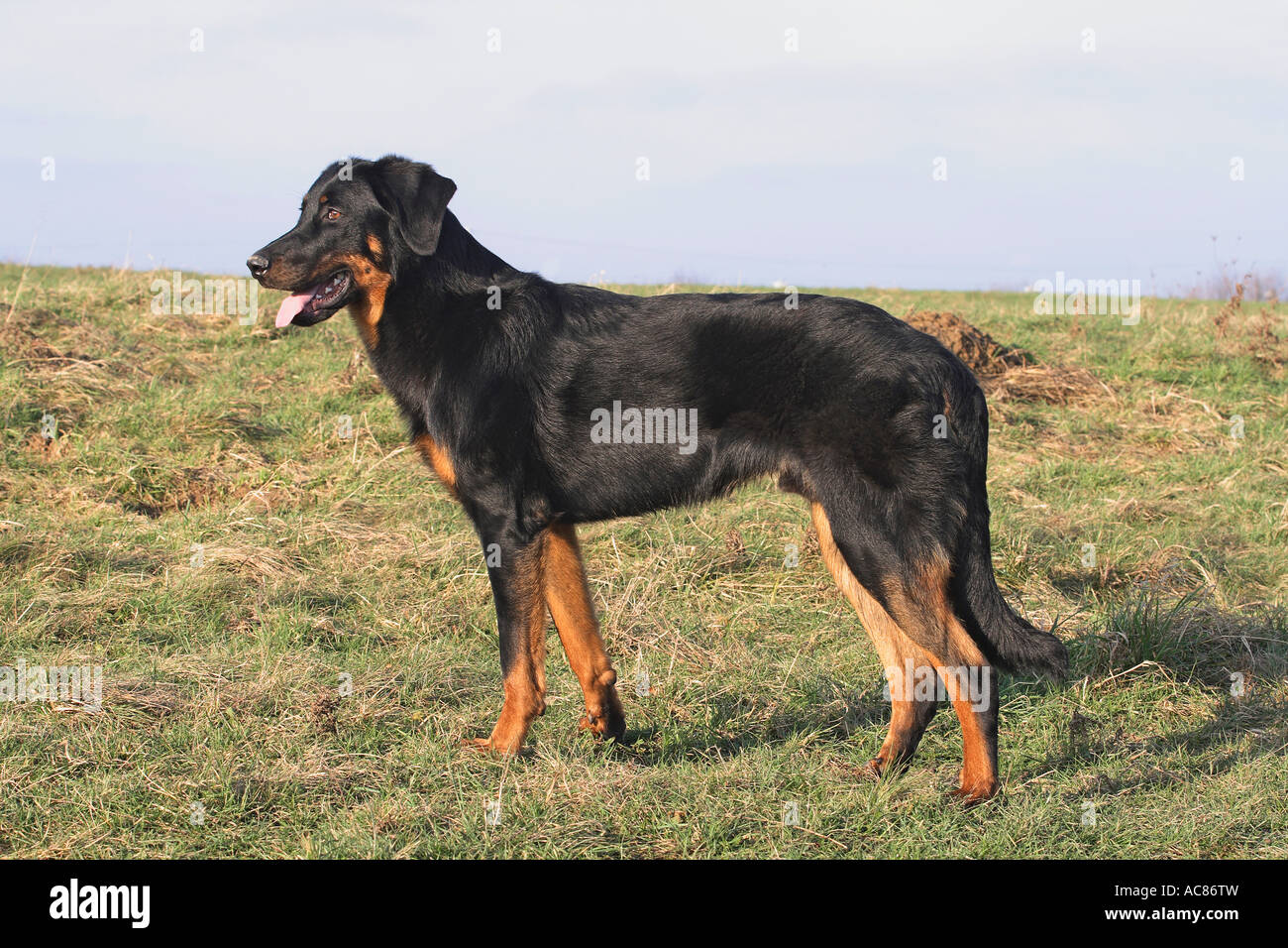 Shorthaired francese pastore - in piedi sul prato Foto Stock