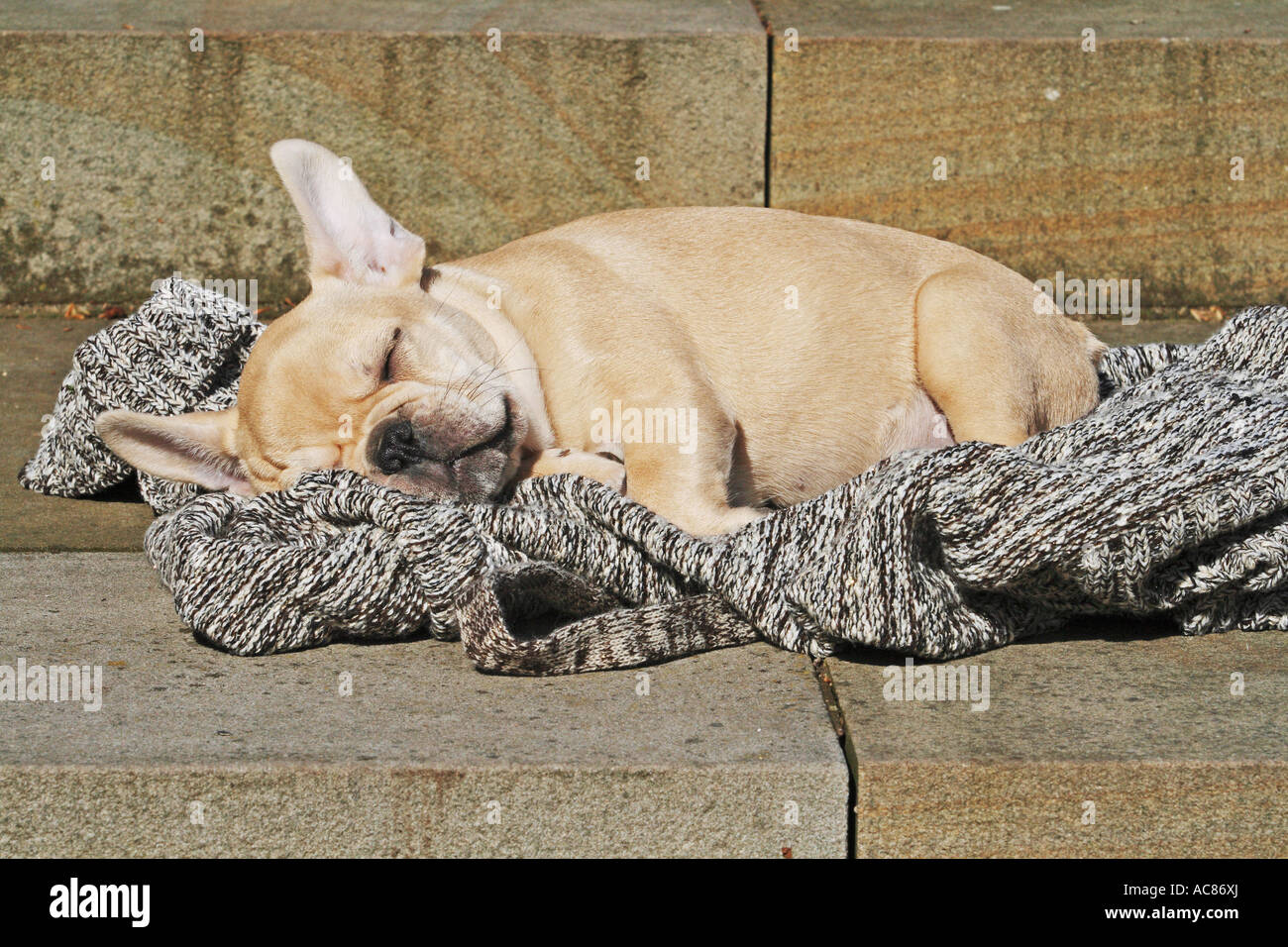 Bulldog francese - cucciolo dorme Foto Stock