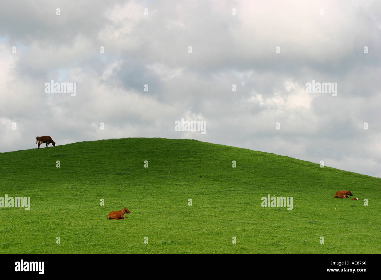 Cloudscape su campo con bovini Foto Stock
