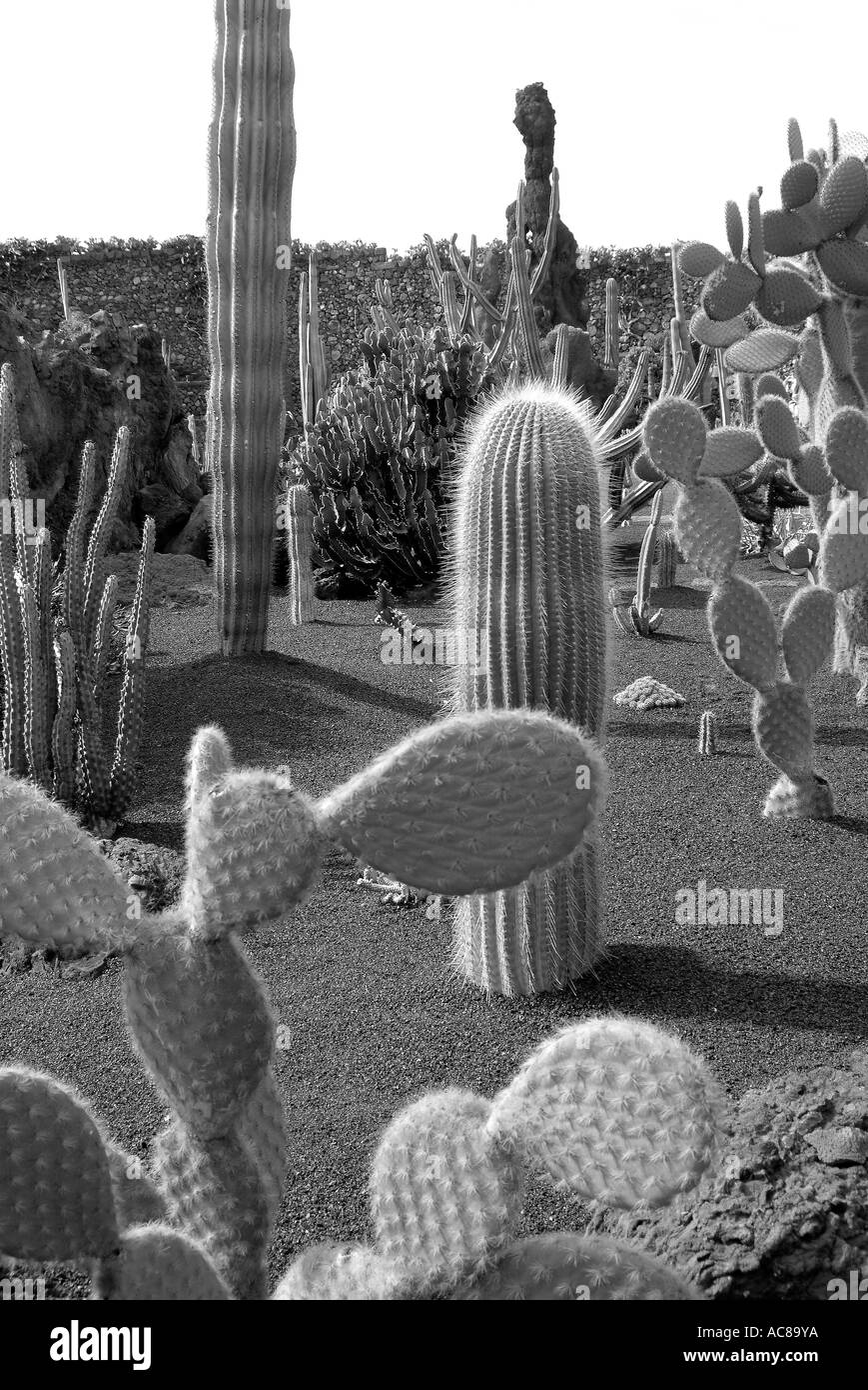 Jardin de Cactus isole canarie Lanzarote Kaktusgarten Kanarische isole Foto Stock